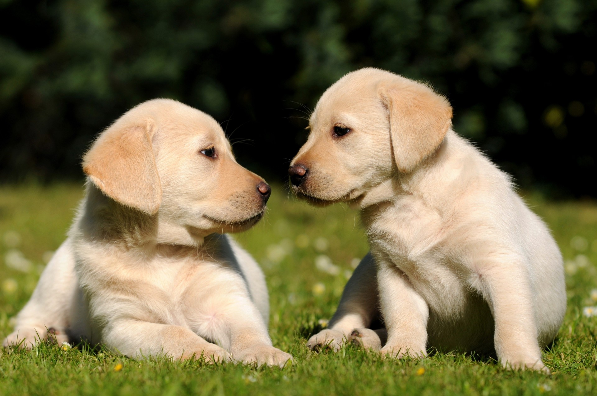 fratelli erba cuccioli