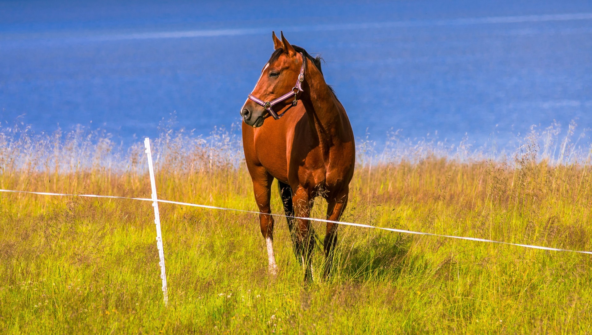 cavallo fiume