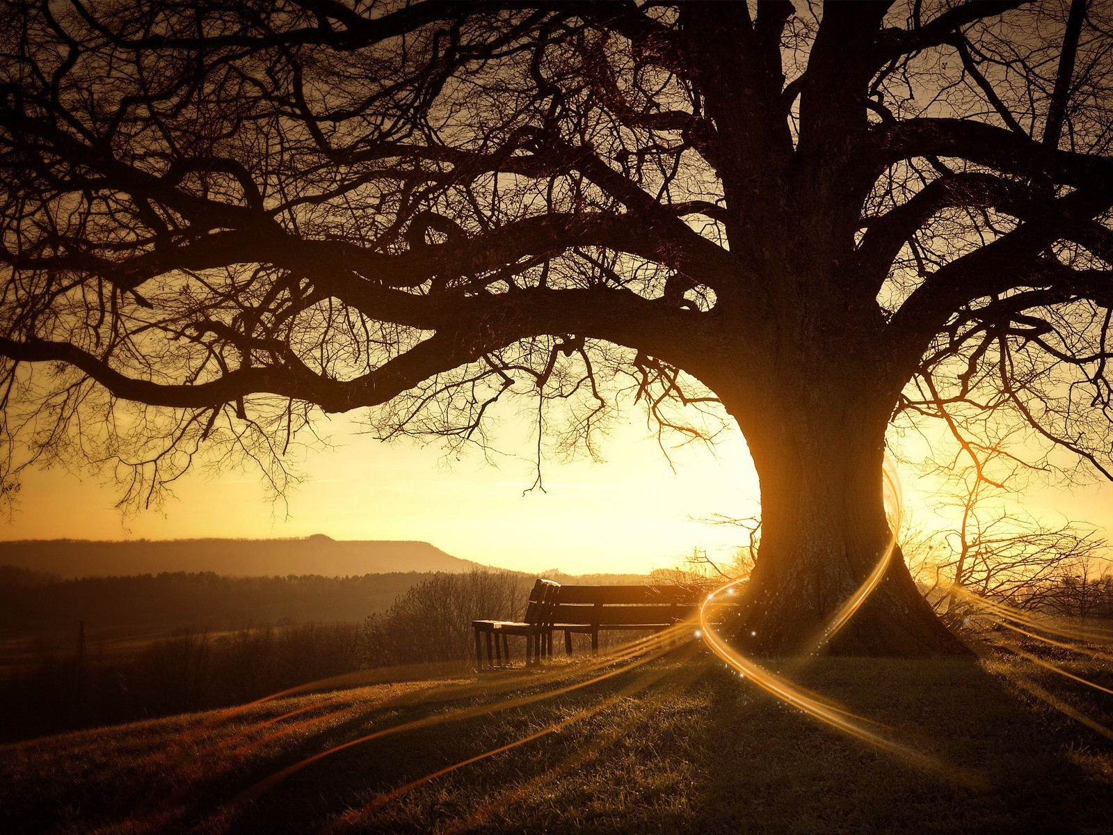 lever du soleil arbre soleil