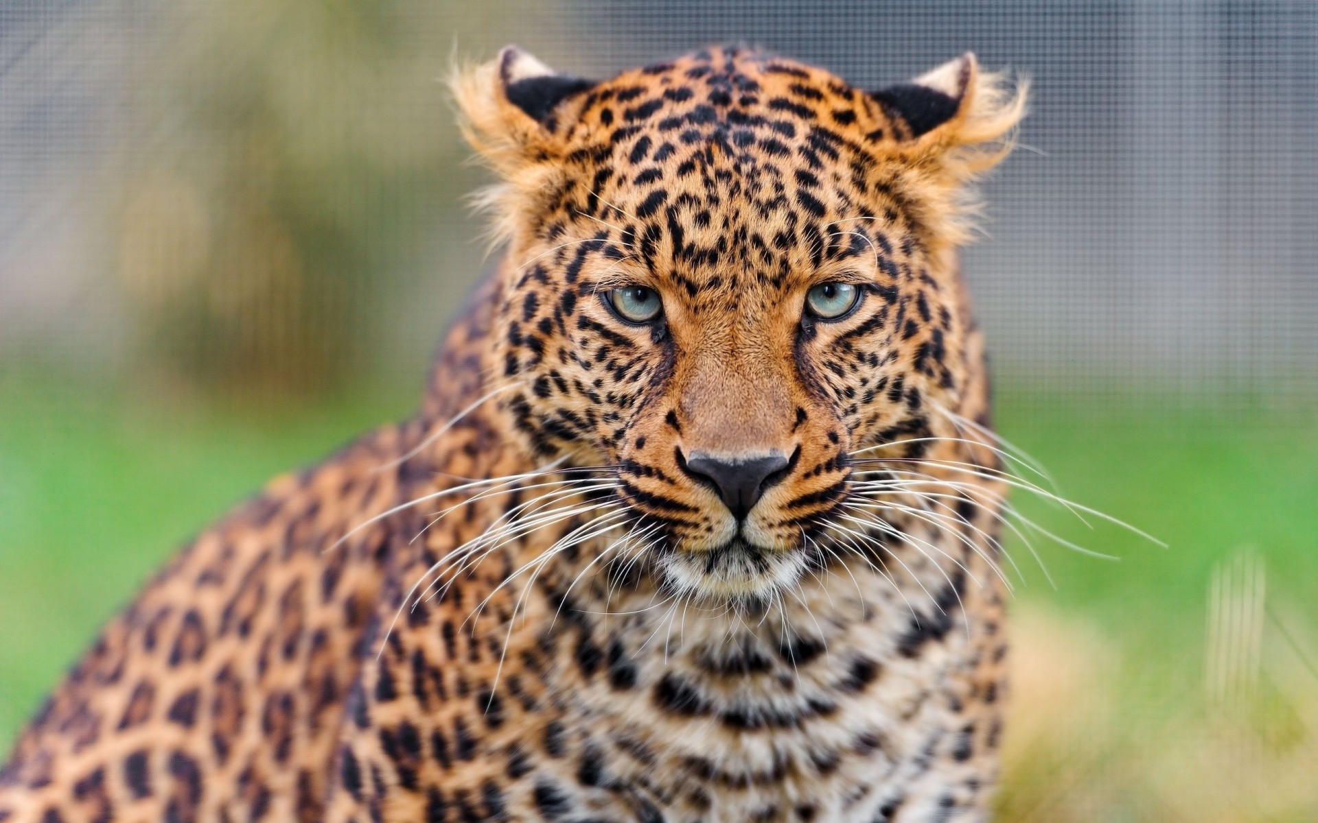 leopardo depredador gato