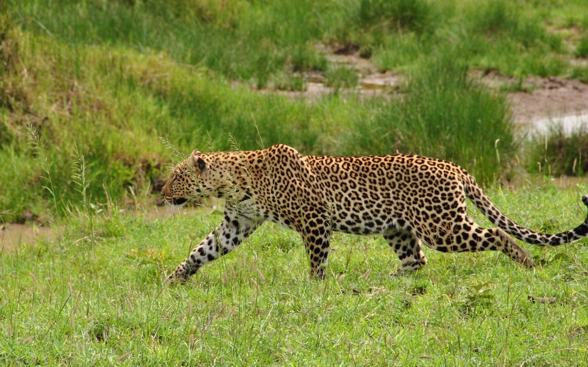 africa safari leopardo gatto foto animali alto selvaggio