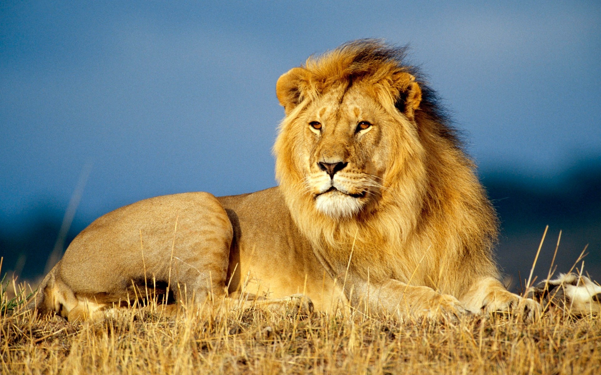 africa is the king of beasts leo mane