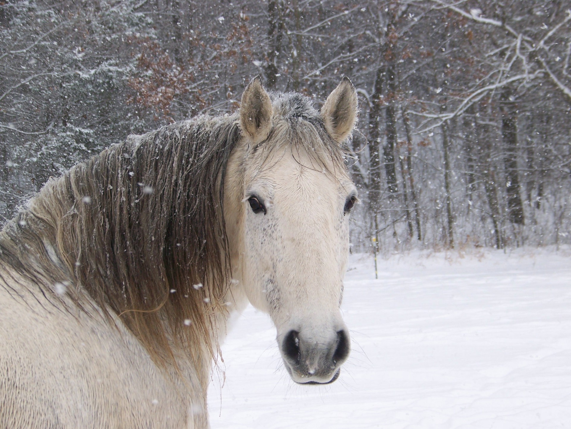 bosque invierno caballo nieve