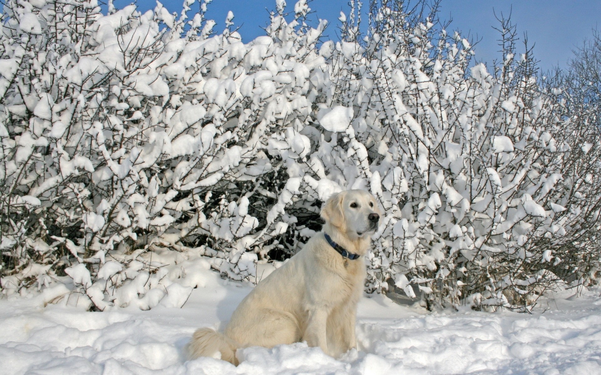 chien collier neige arbres