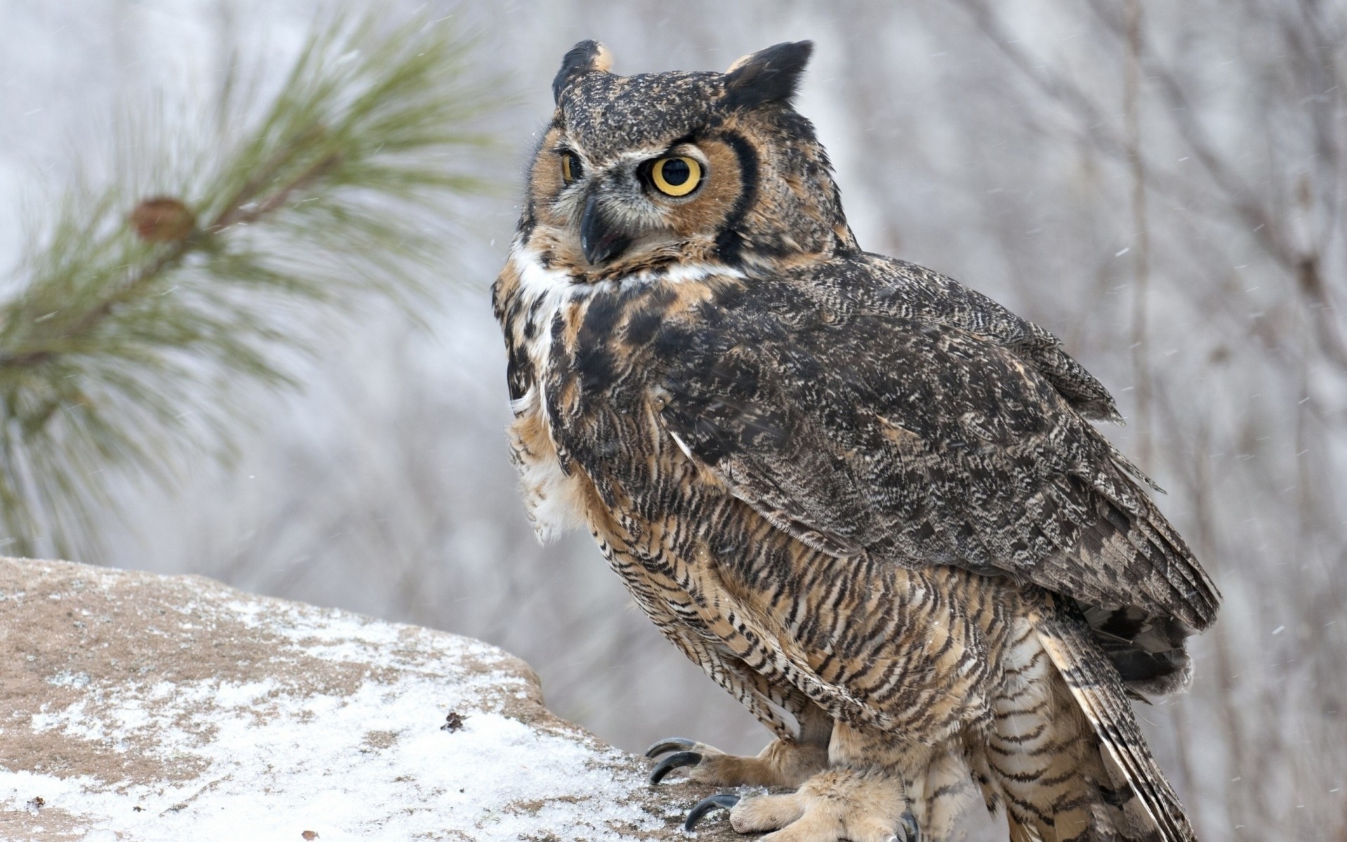 oiseaux hibou prédateur