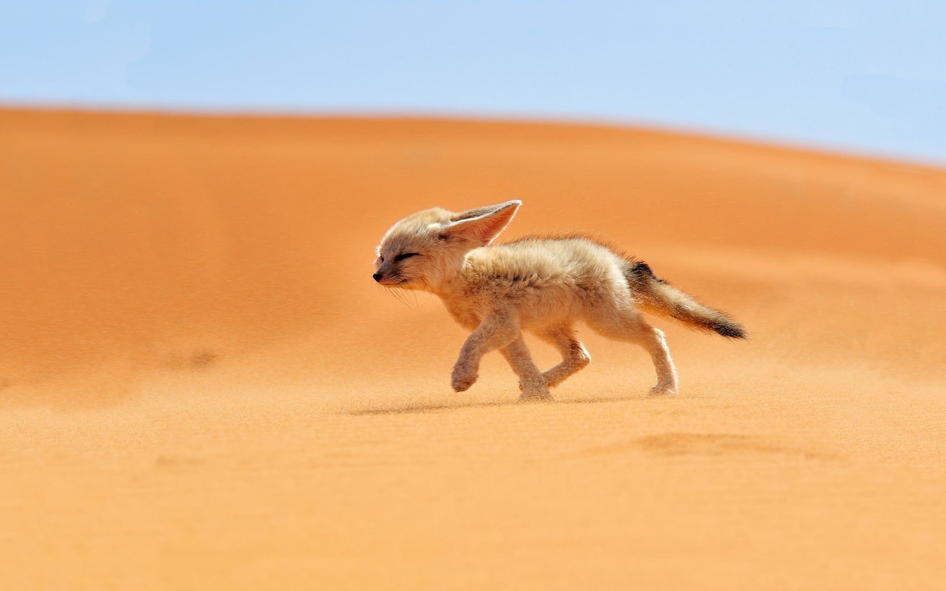 fennec desierto