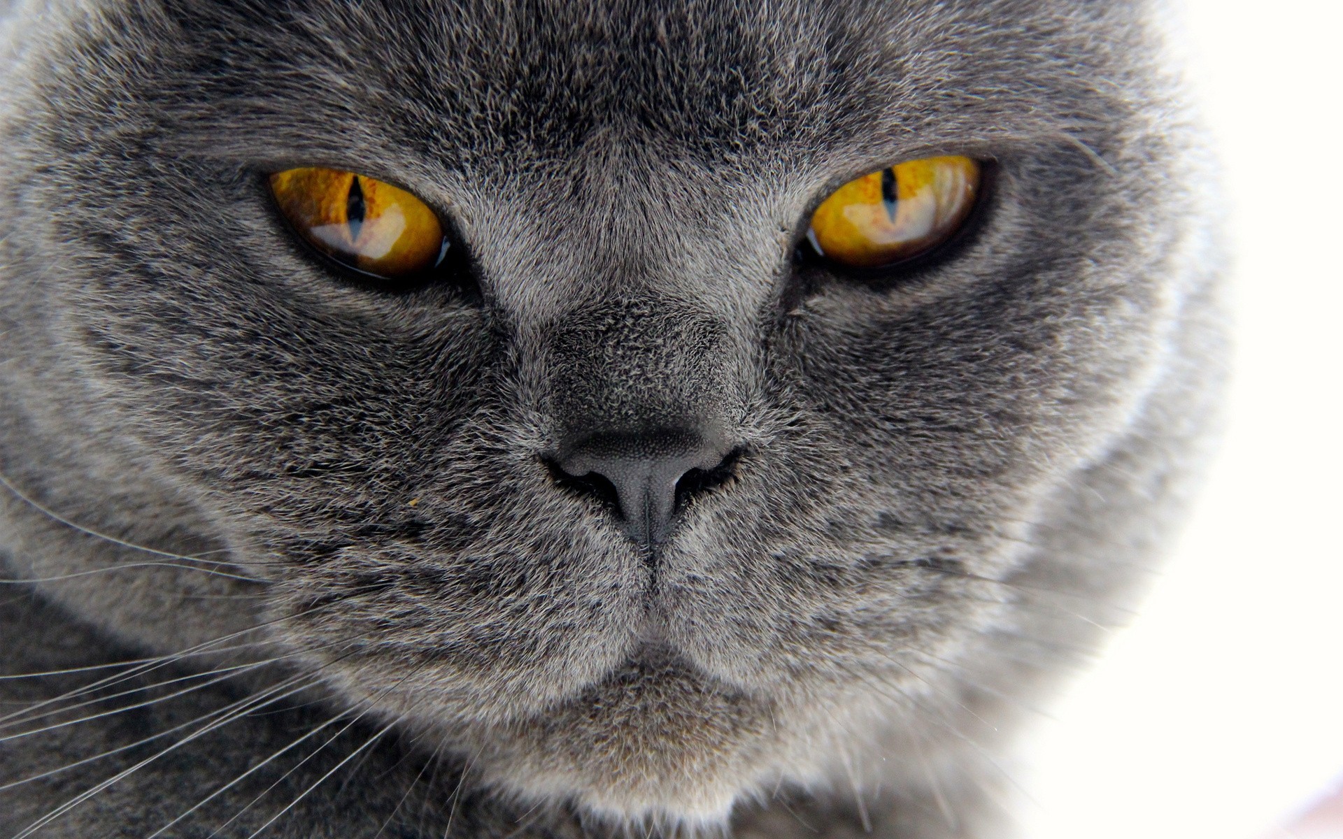 gros plan dents fourrure moustache chat