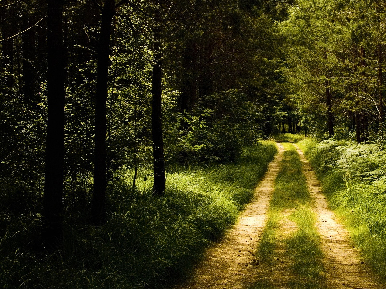 strada foresta sentiero