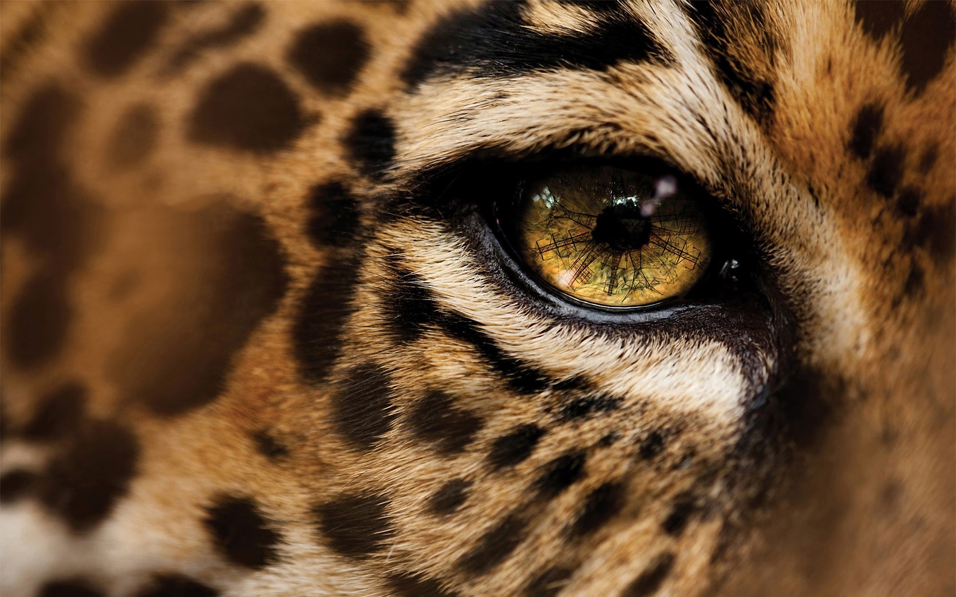 macro leopardo ojos