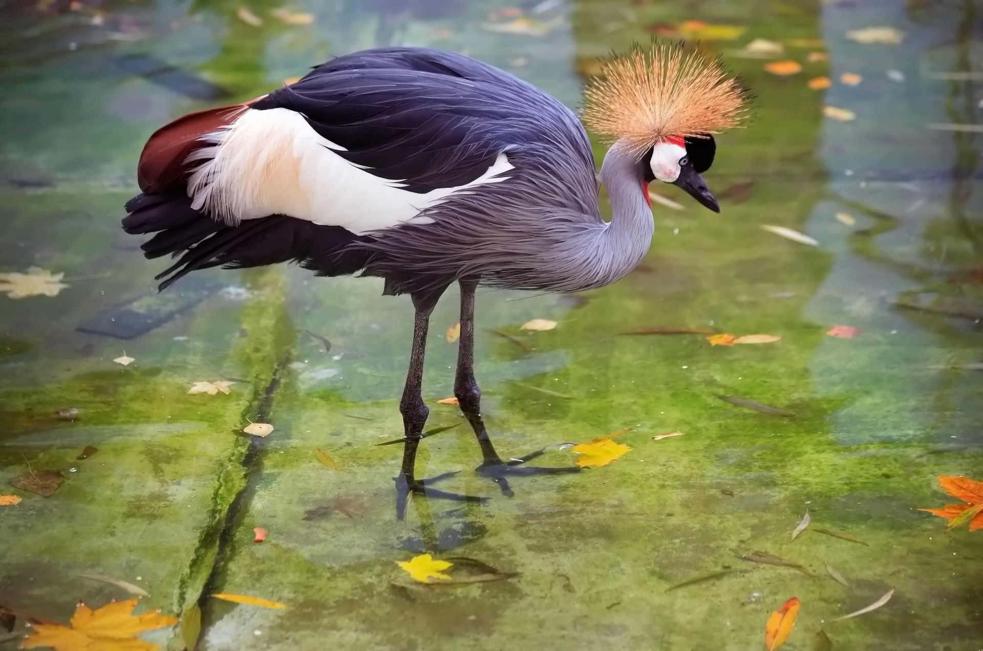 garza plumas grifo cigüeña agua