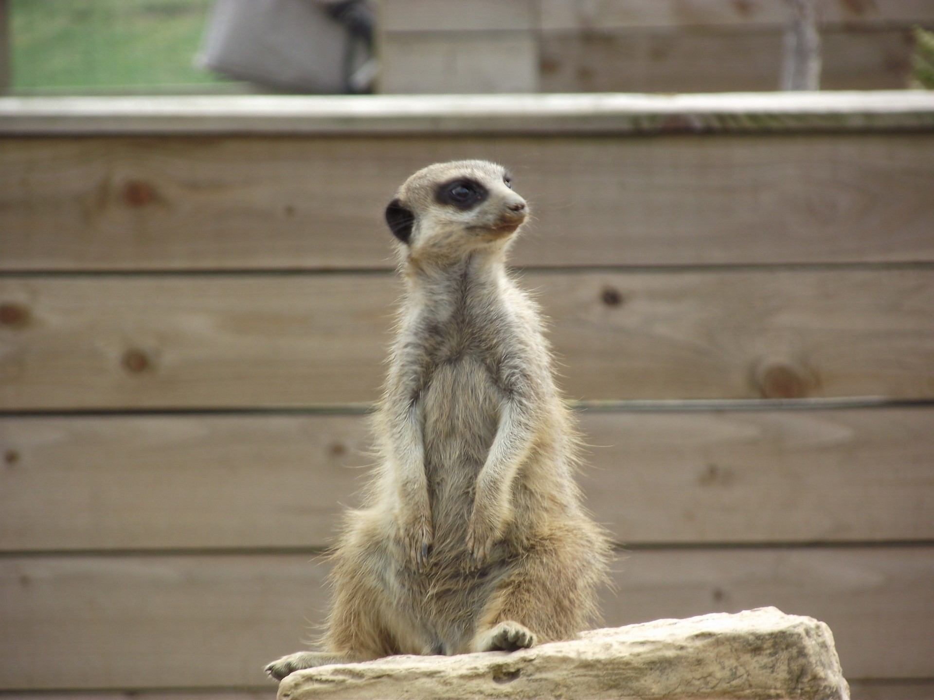 meerkat pietra