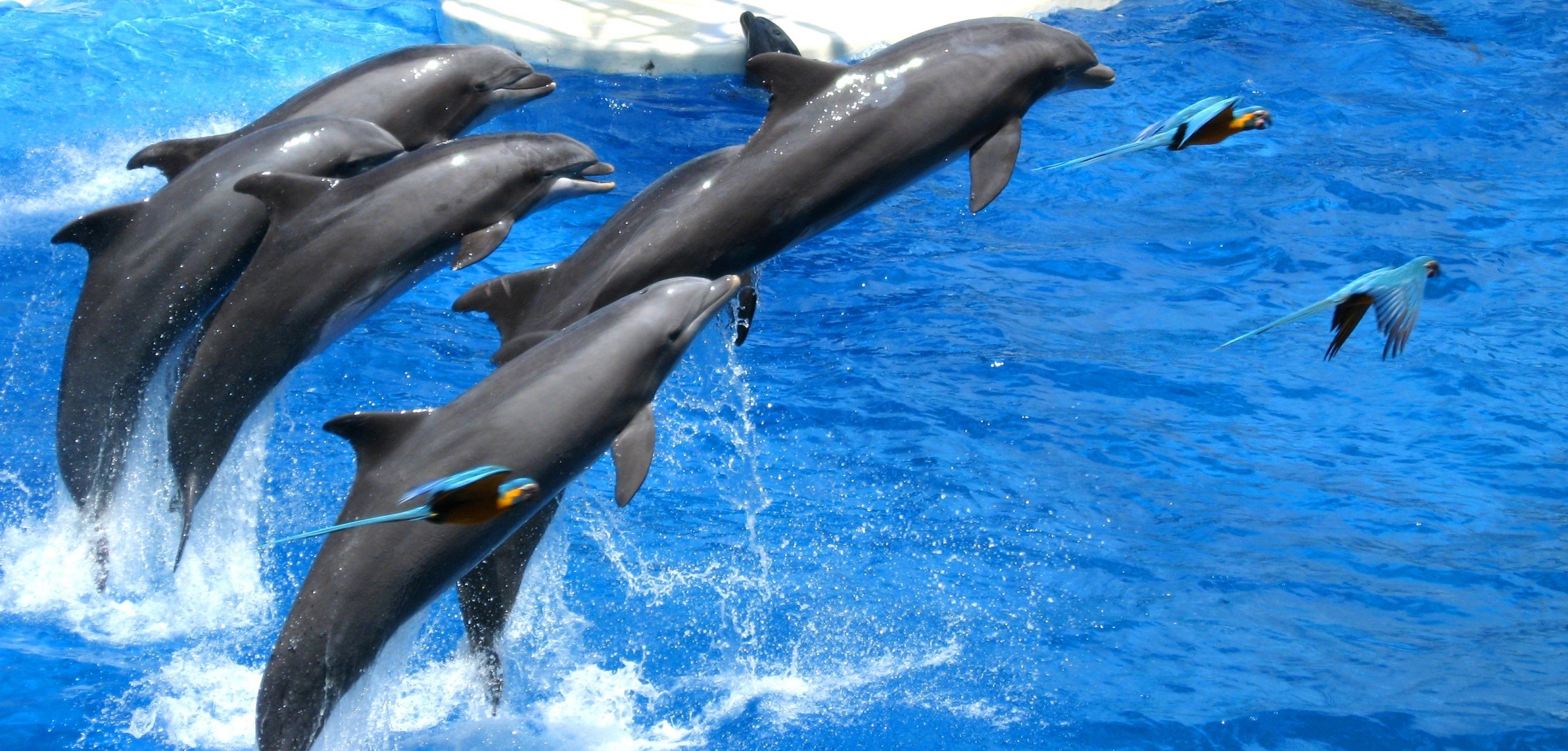 delfines loros mar