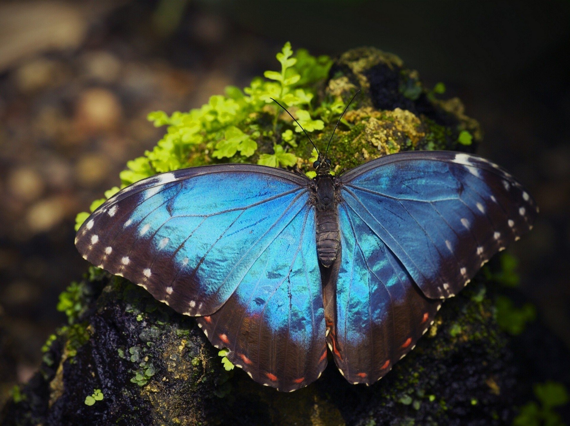 makro hintergrundbeleuchtung