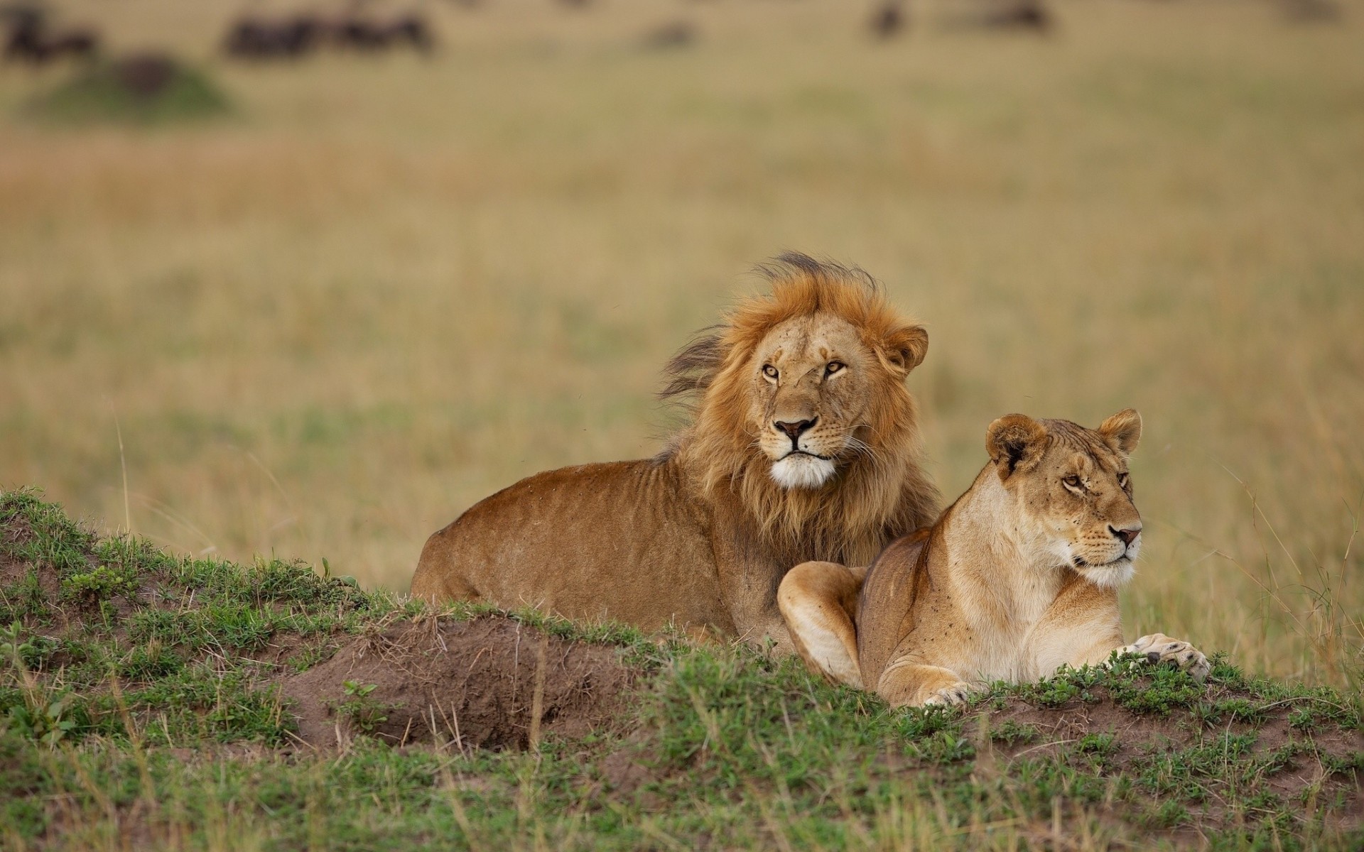 lions lioness leo couple