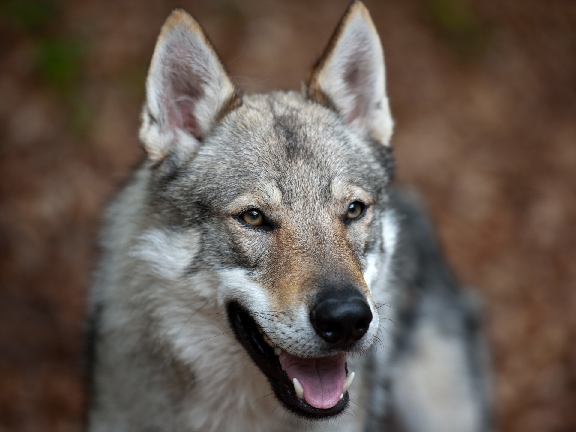 cane meticcio lupo