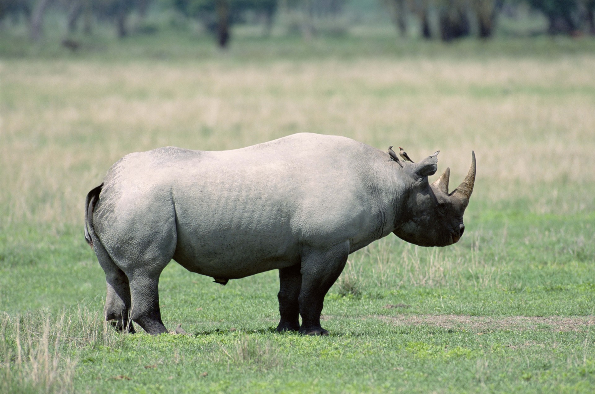 ombre promenade belle rhinocéros