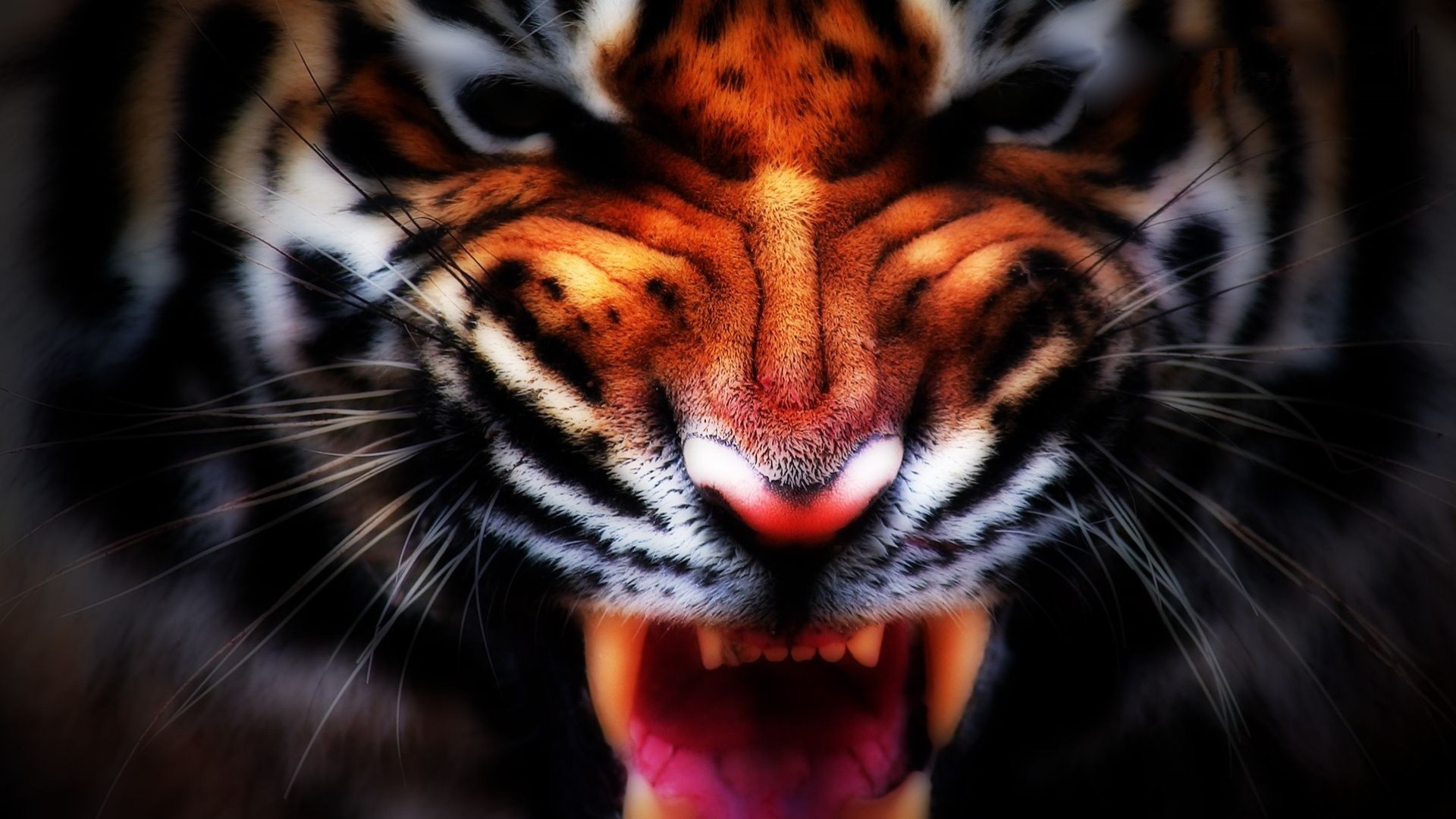 animales depredador tigre