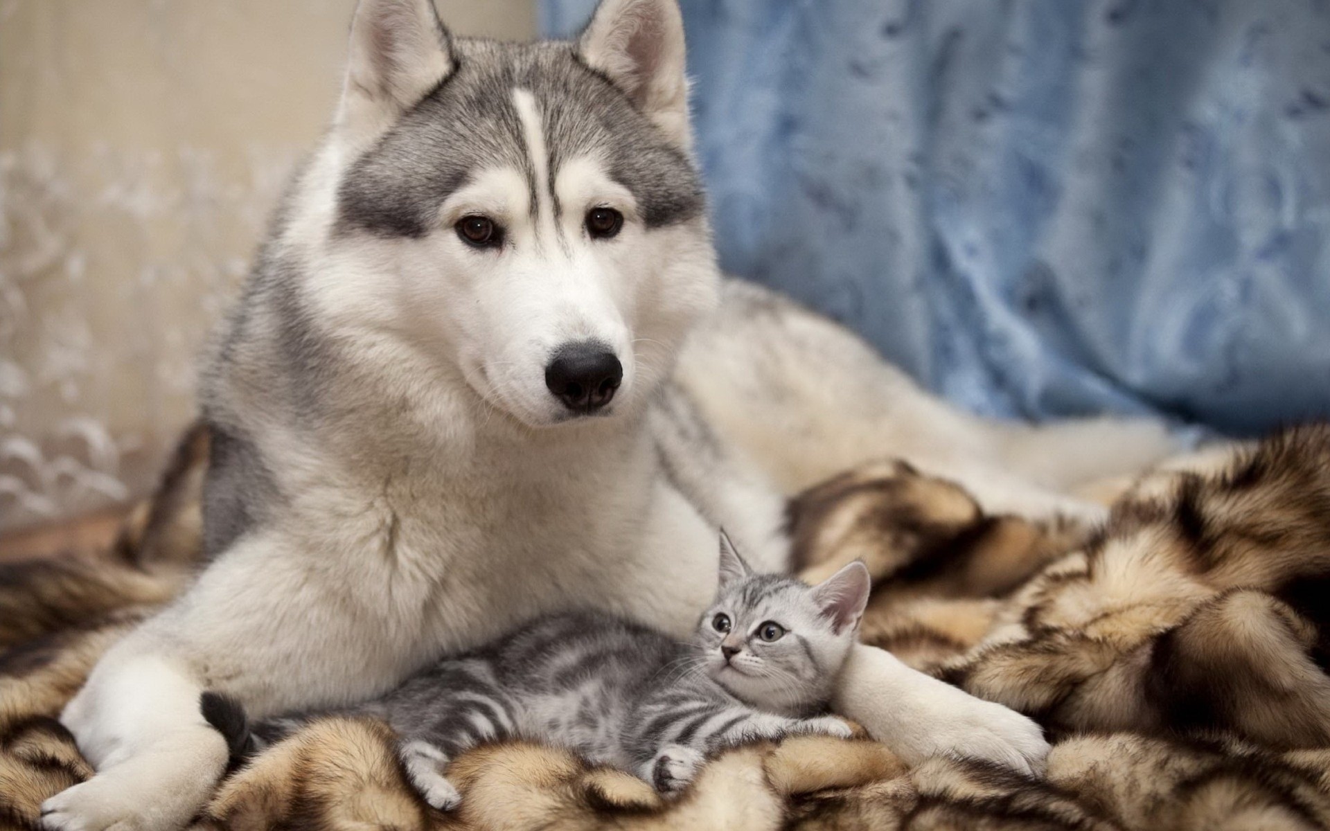 dog husky friends cat