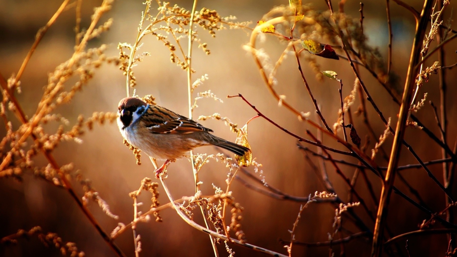 moineau oiseaux branche