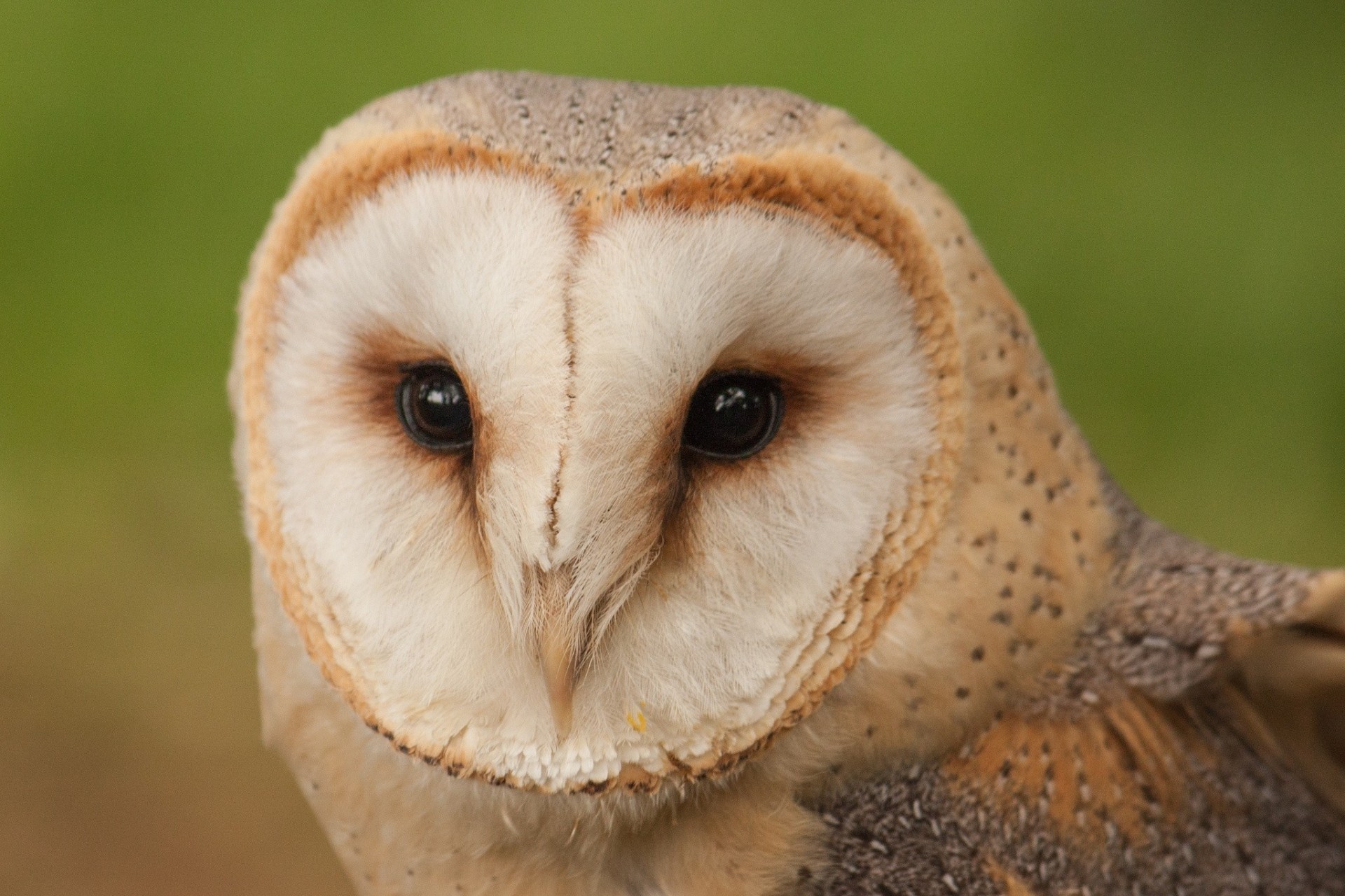 vögel eule unzufrieden