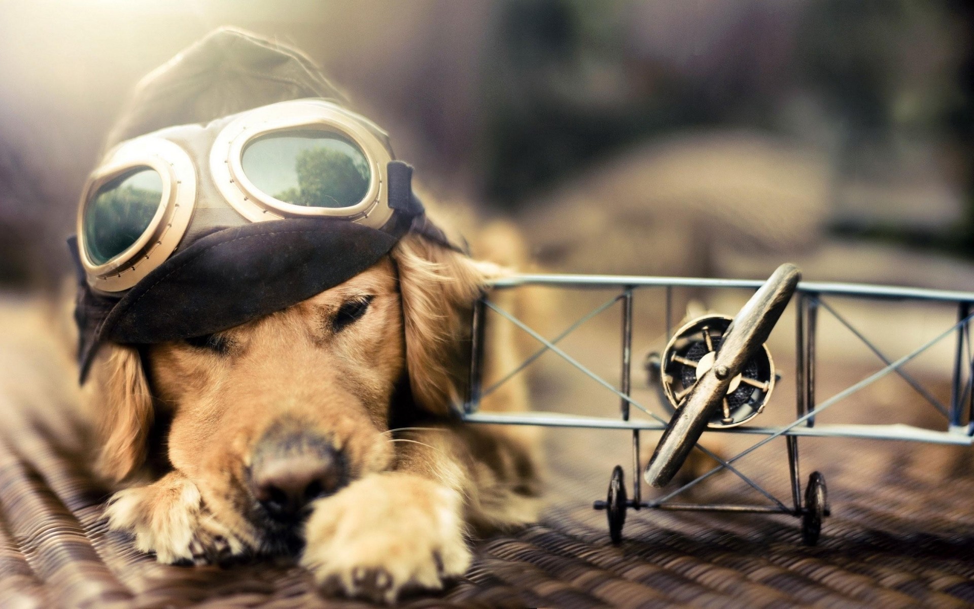 pilot hund flugzeug sonnenbrille mütze