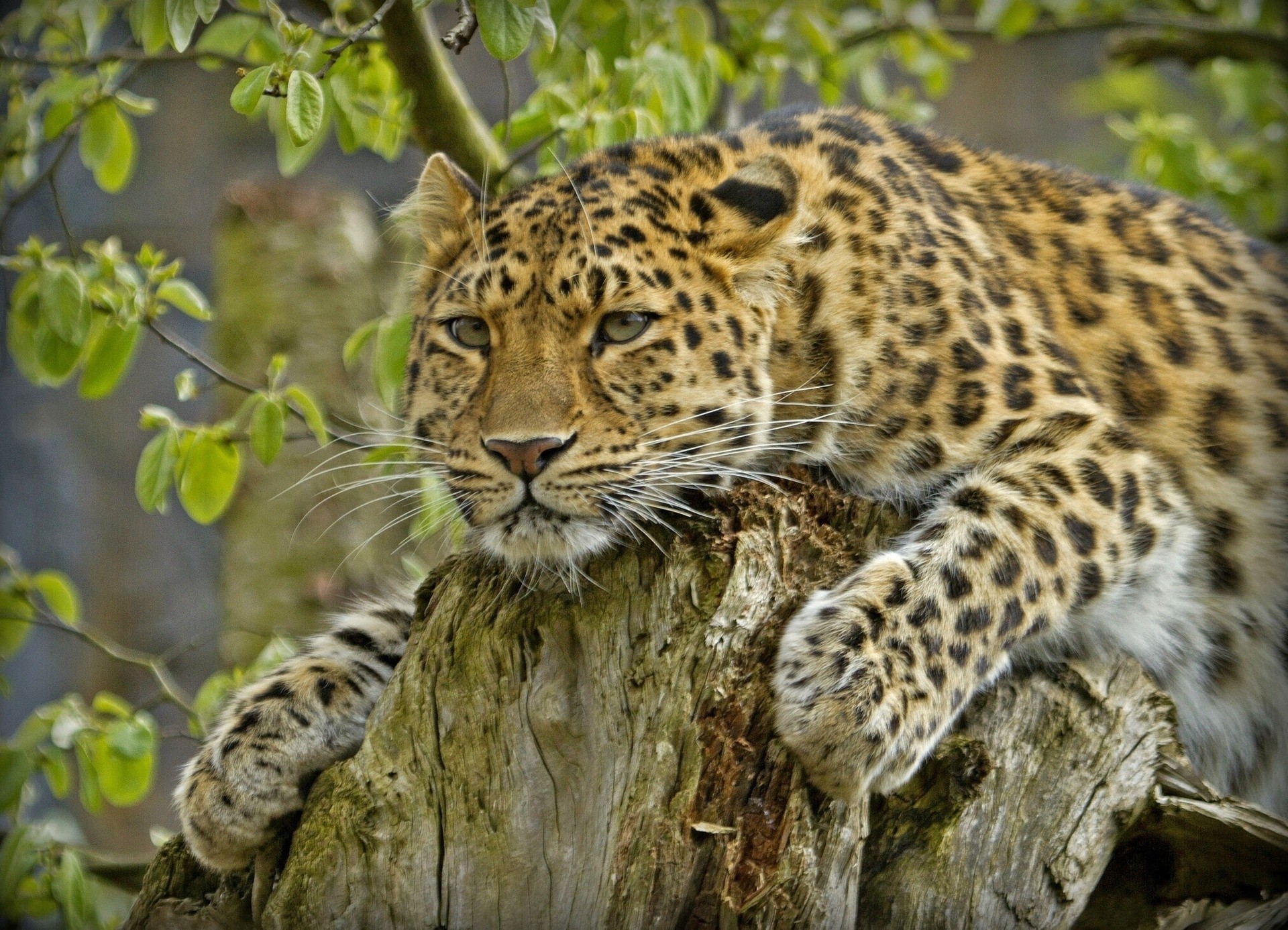 leopardo dell amur predatore leopardo ceppo bello gatto selvatico