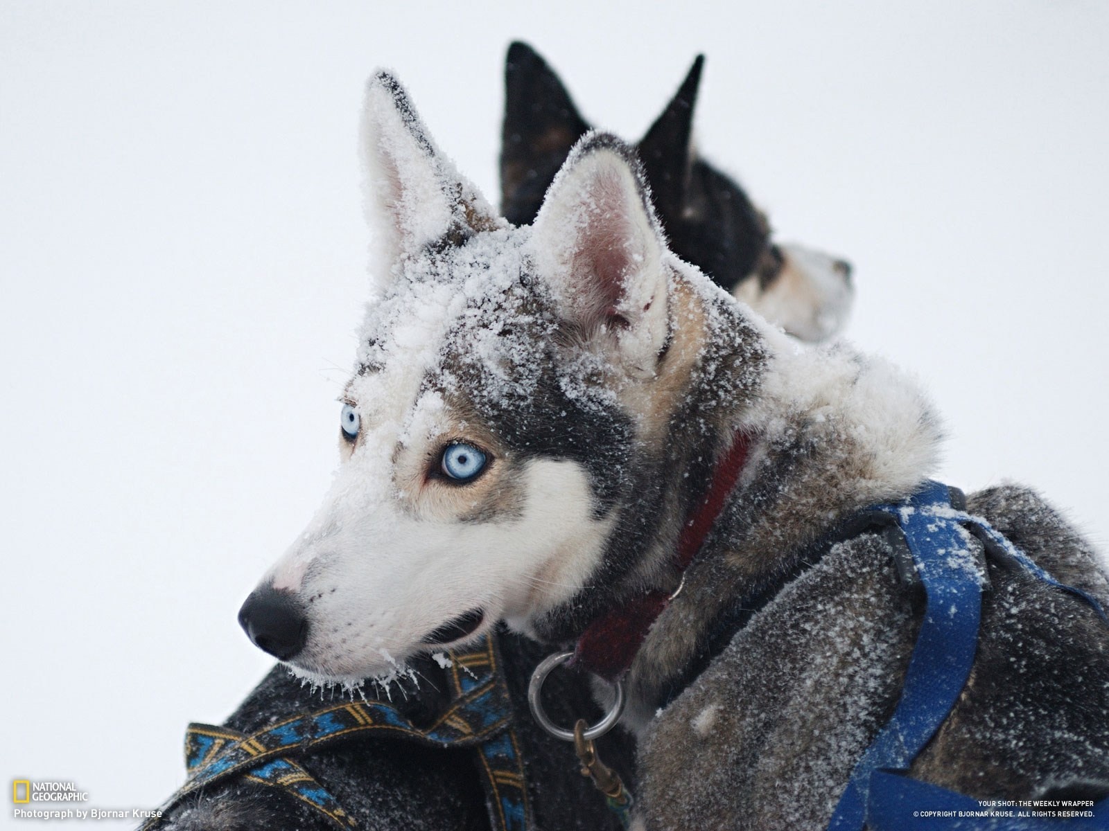 zima husky śnieg psy