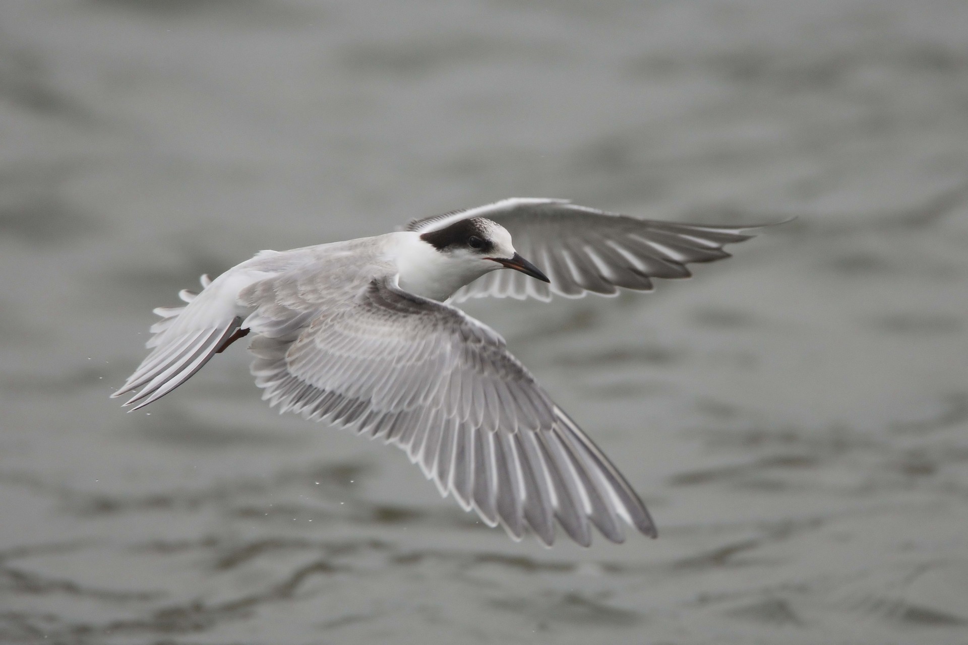 alas aleteo gaviota