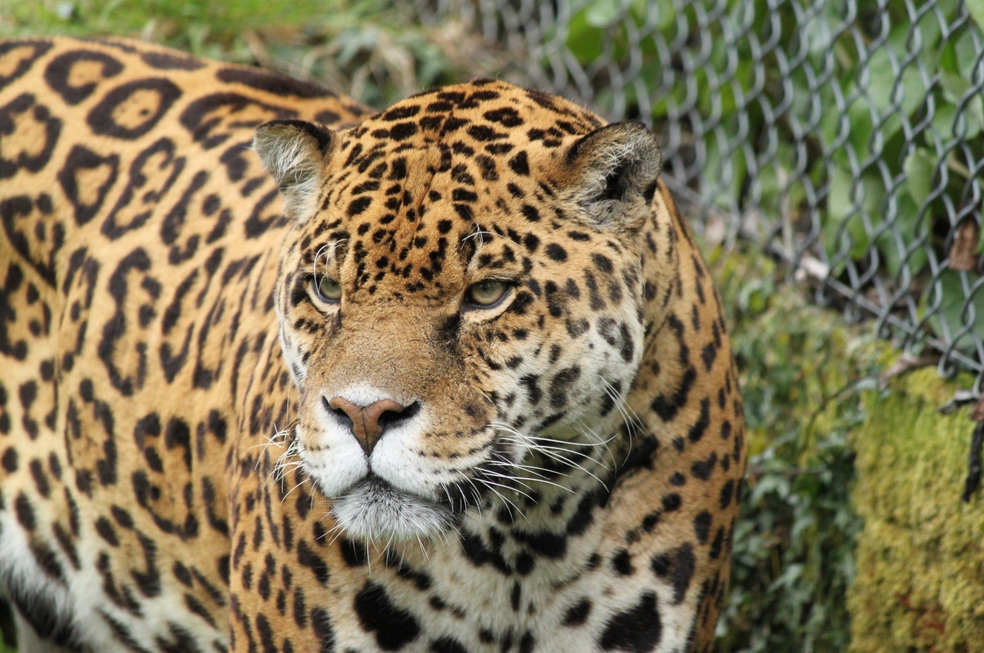 chat sauvage dents jaguar