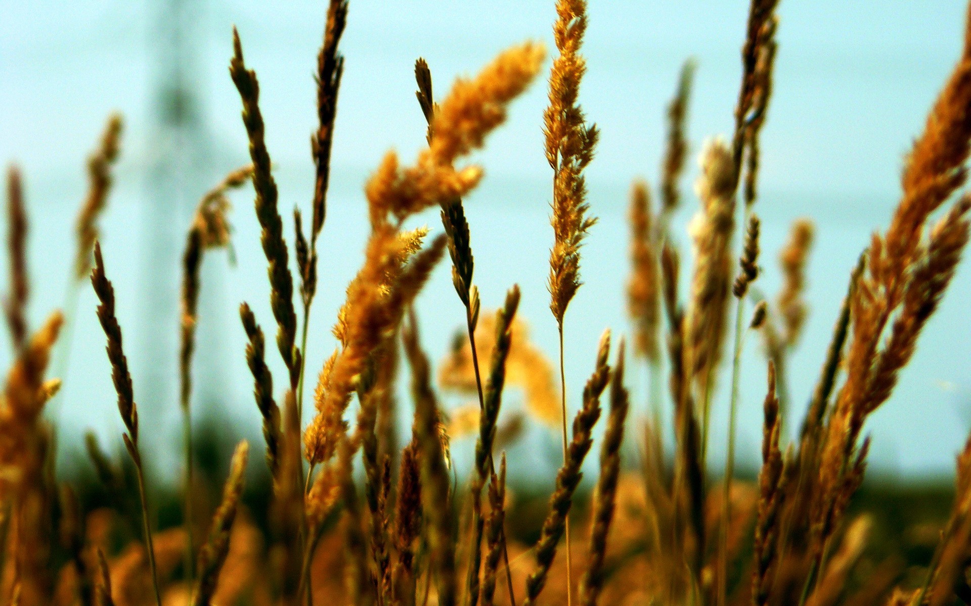 grano espiga campo