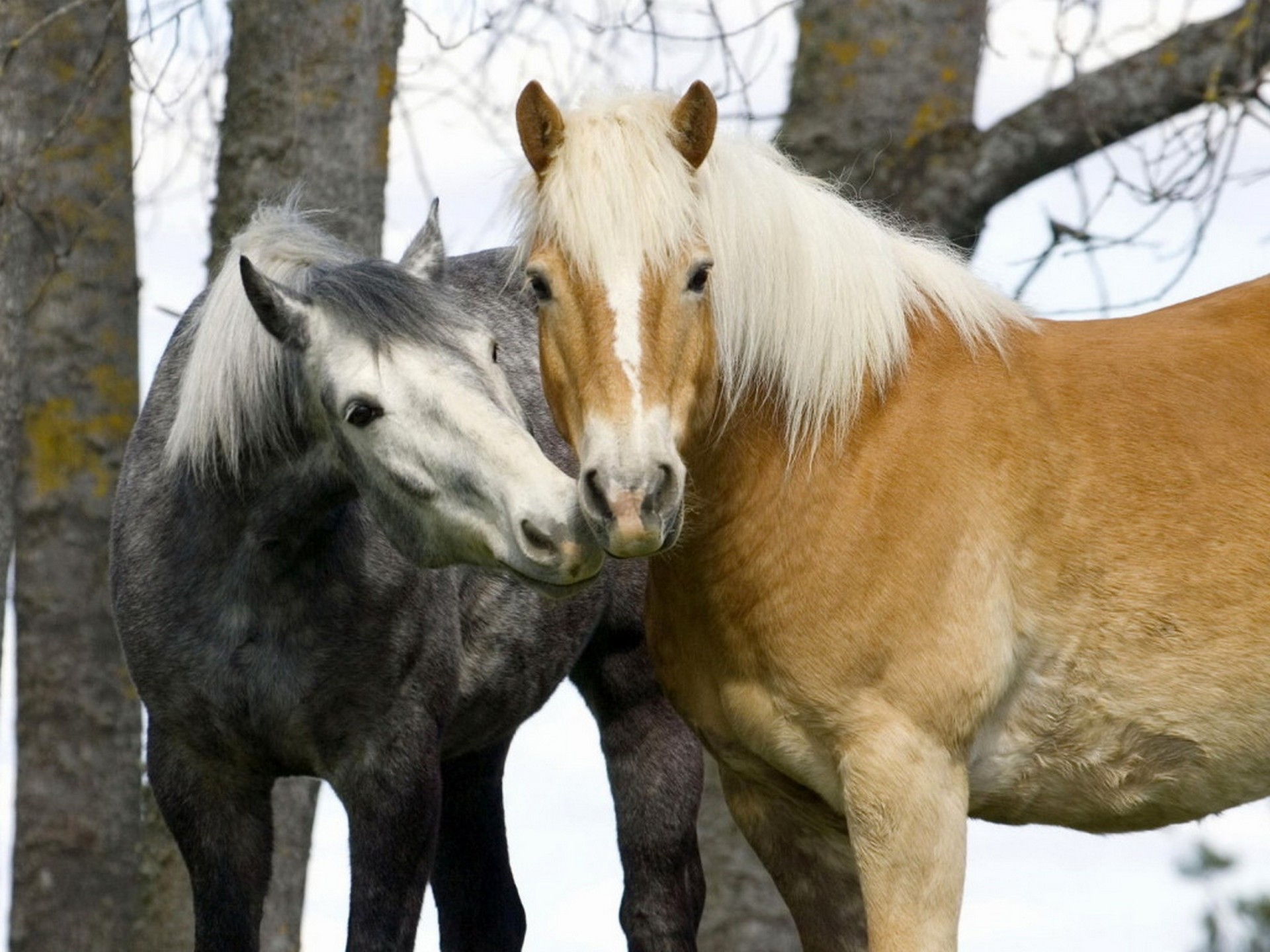 dos caballos pareja