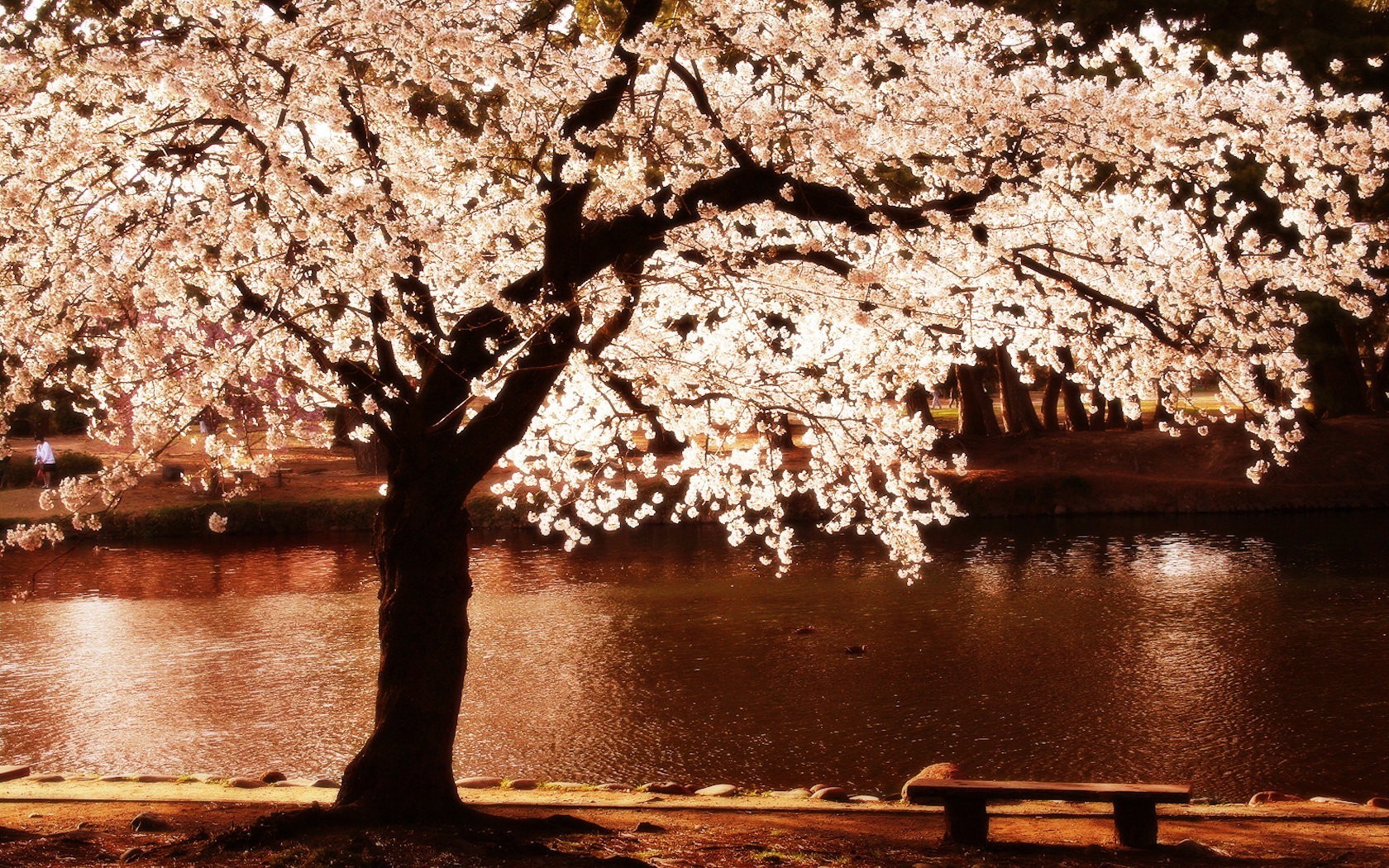 árbol flores