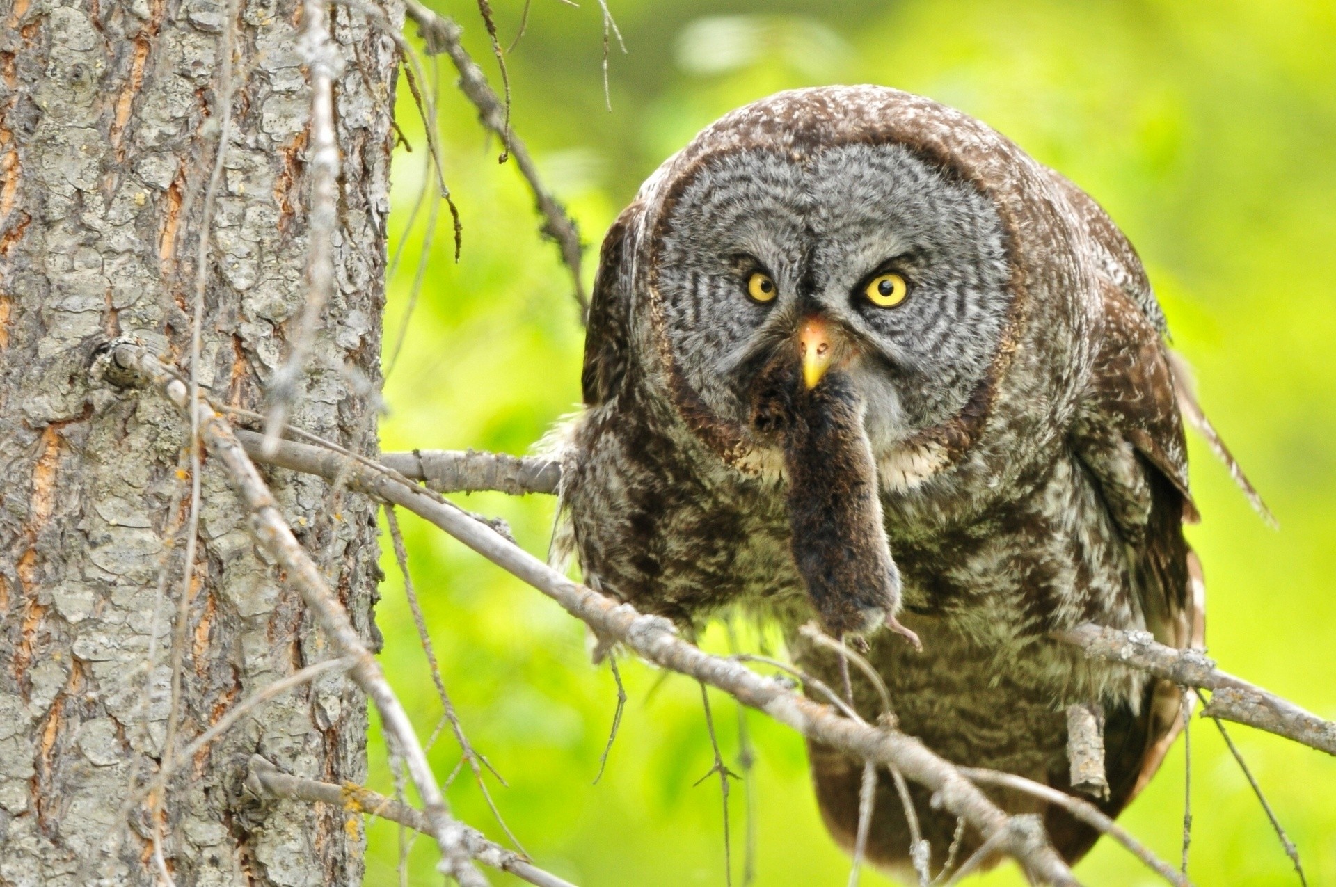 tree owl mouse great gray owl branches mining hunt