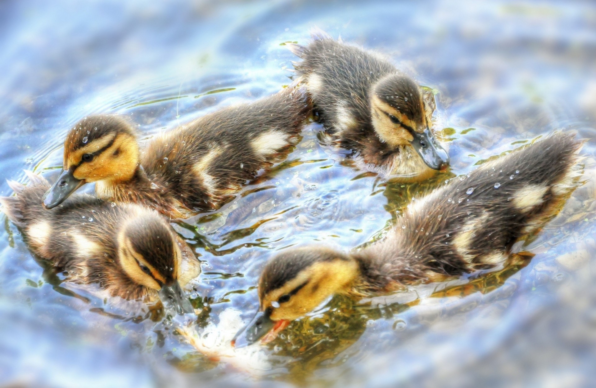 tanz entenküken küken wasser