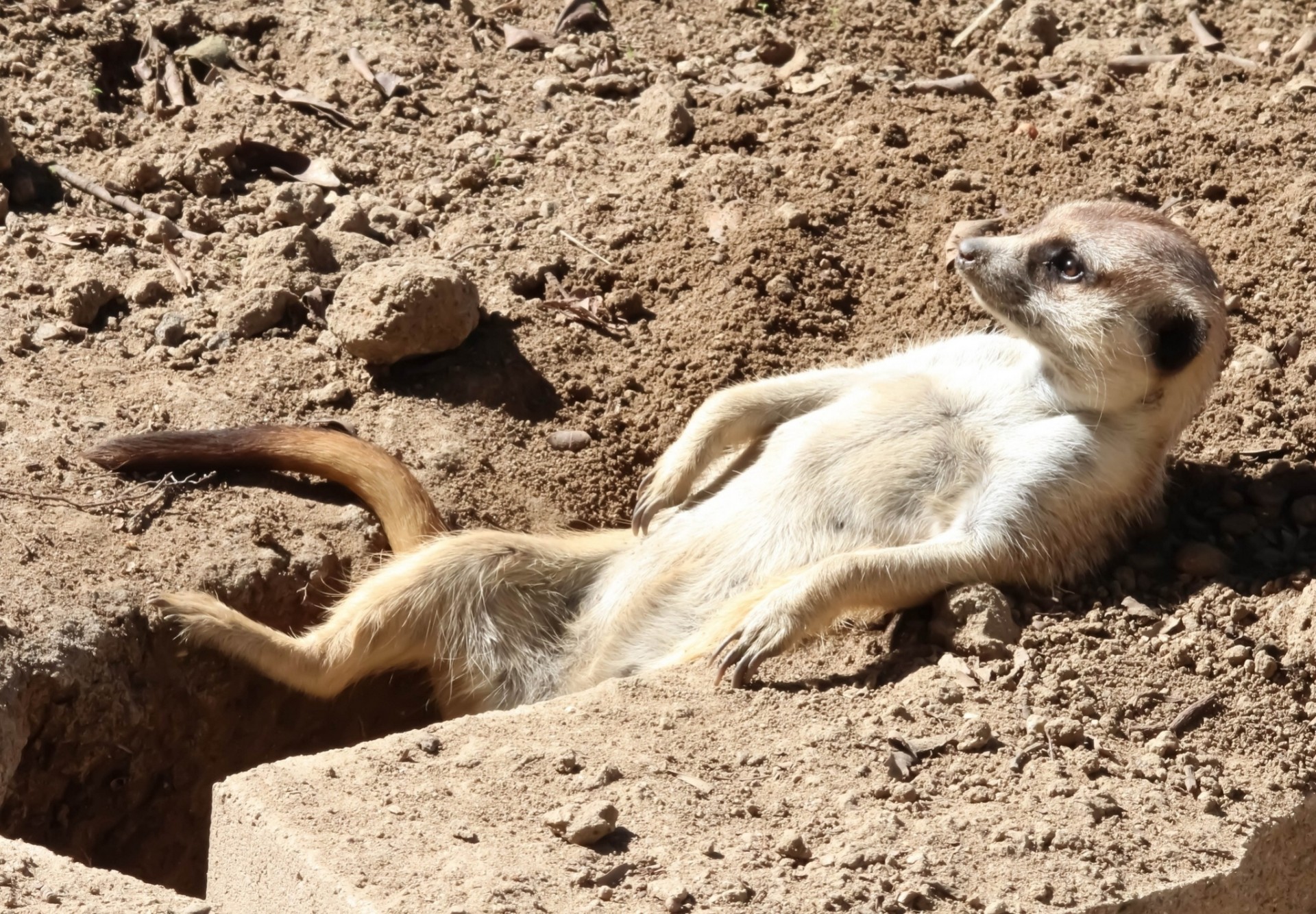 relajarse nora suricata relajarse tomar el sol