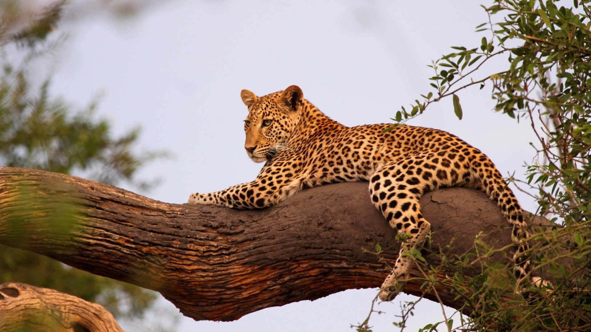 baumstamm ruhe leopard