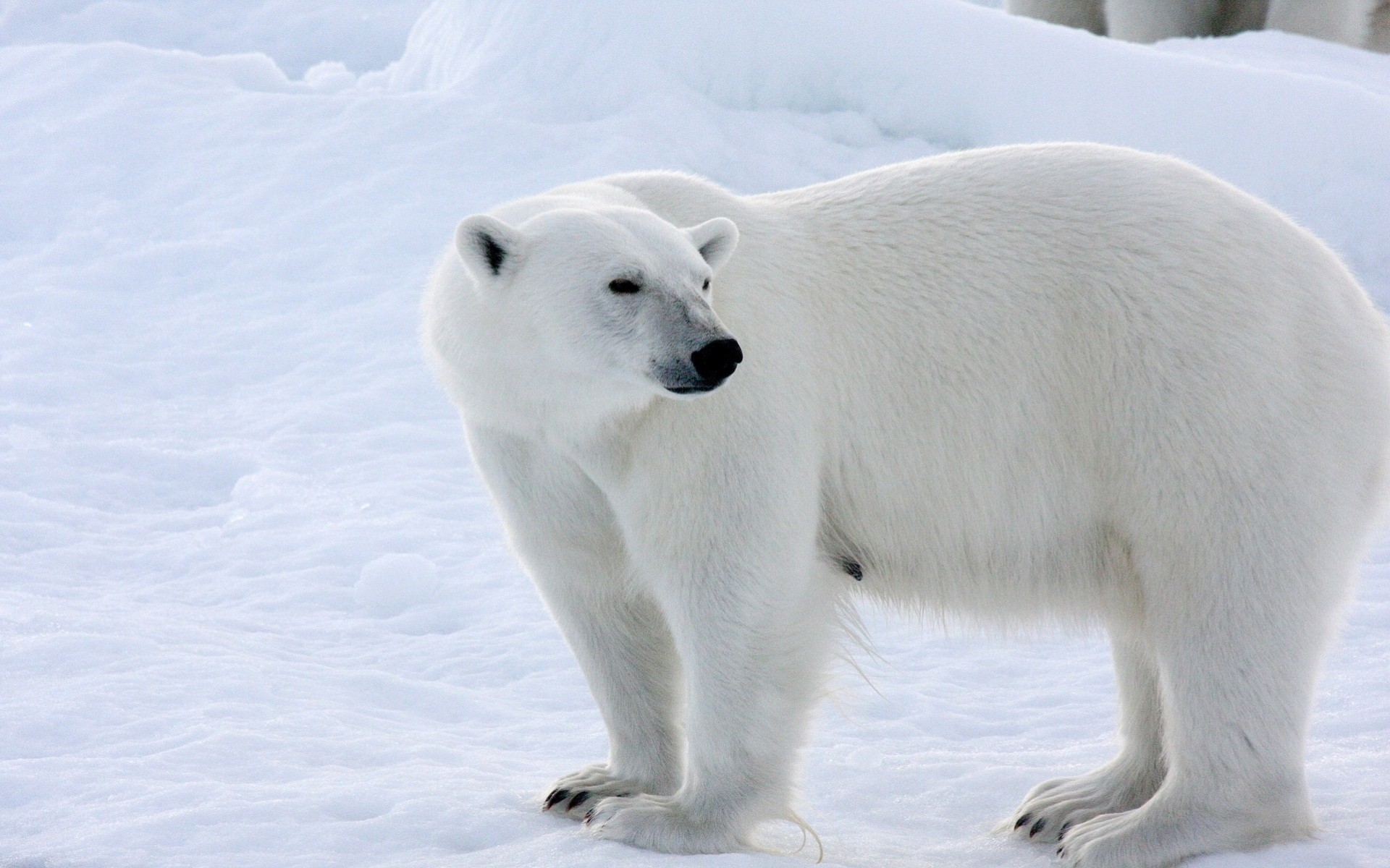 hiver neige ours polaire