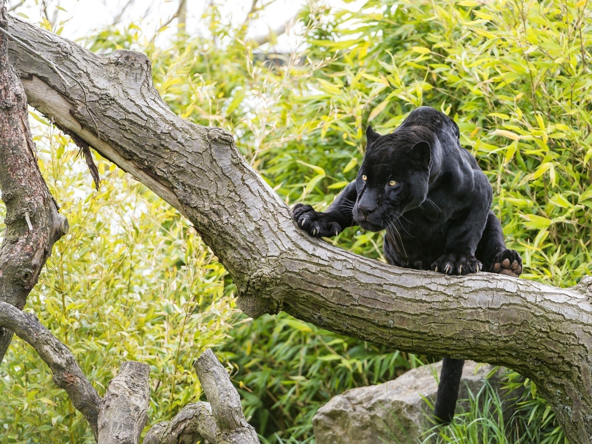 gatto selvatico jaguar pantera giaguaro nero