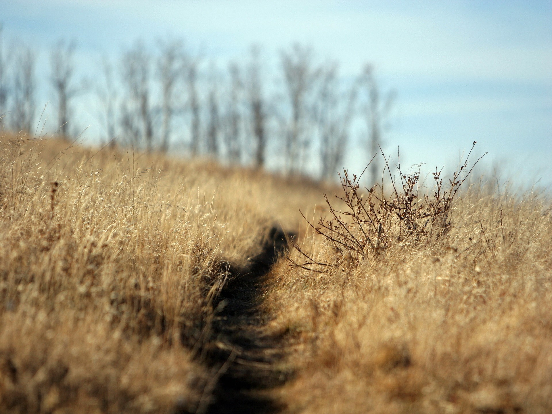 landscape road the field