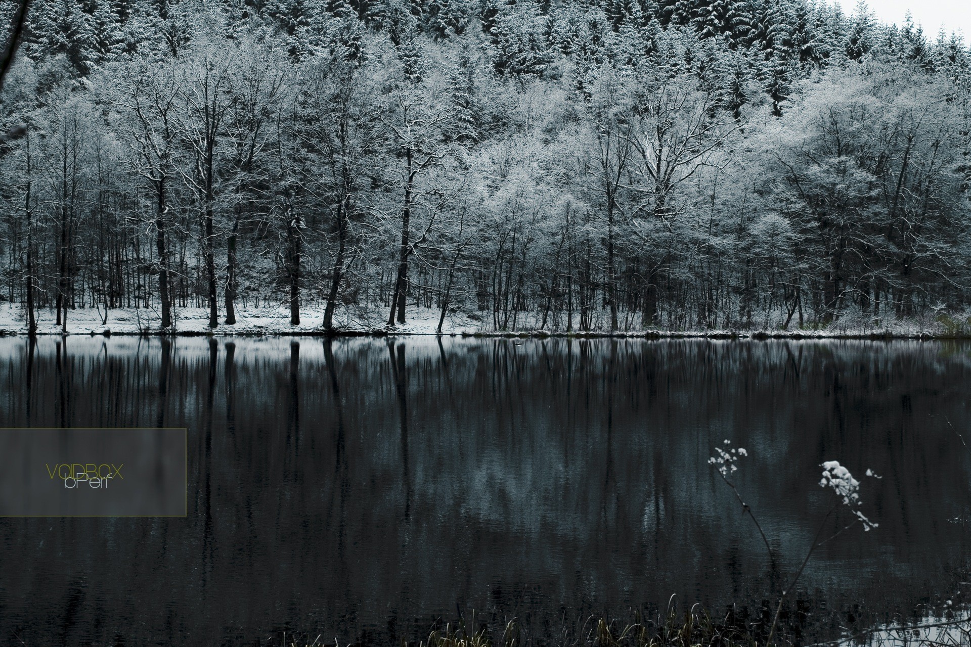 bosque nieve lago frío