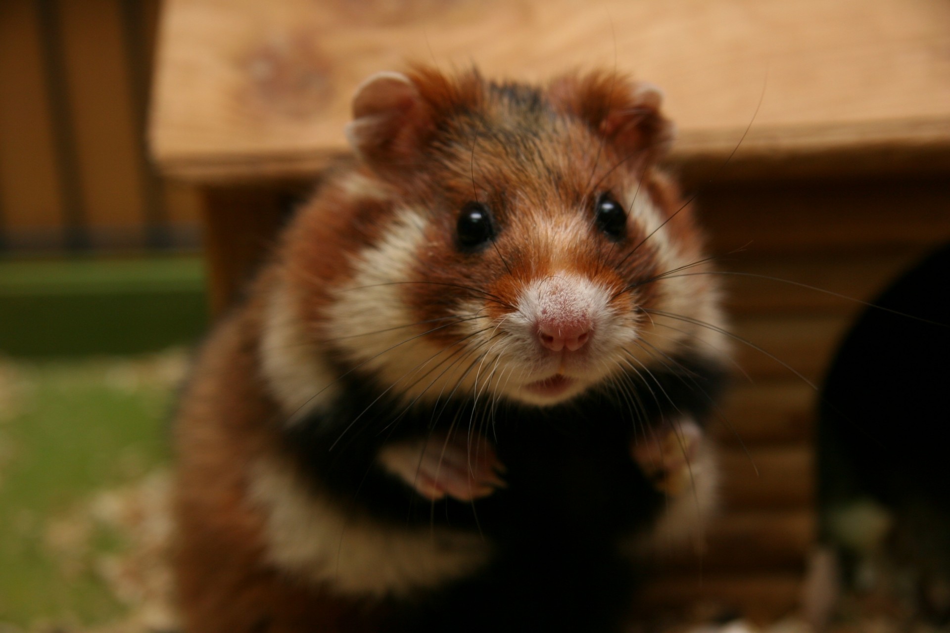 hamster surprise cheval de shire