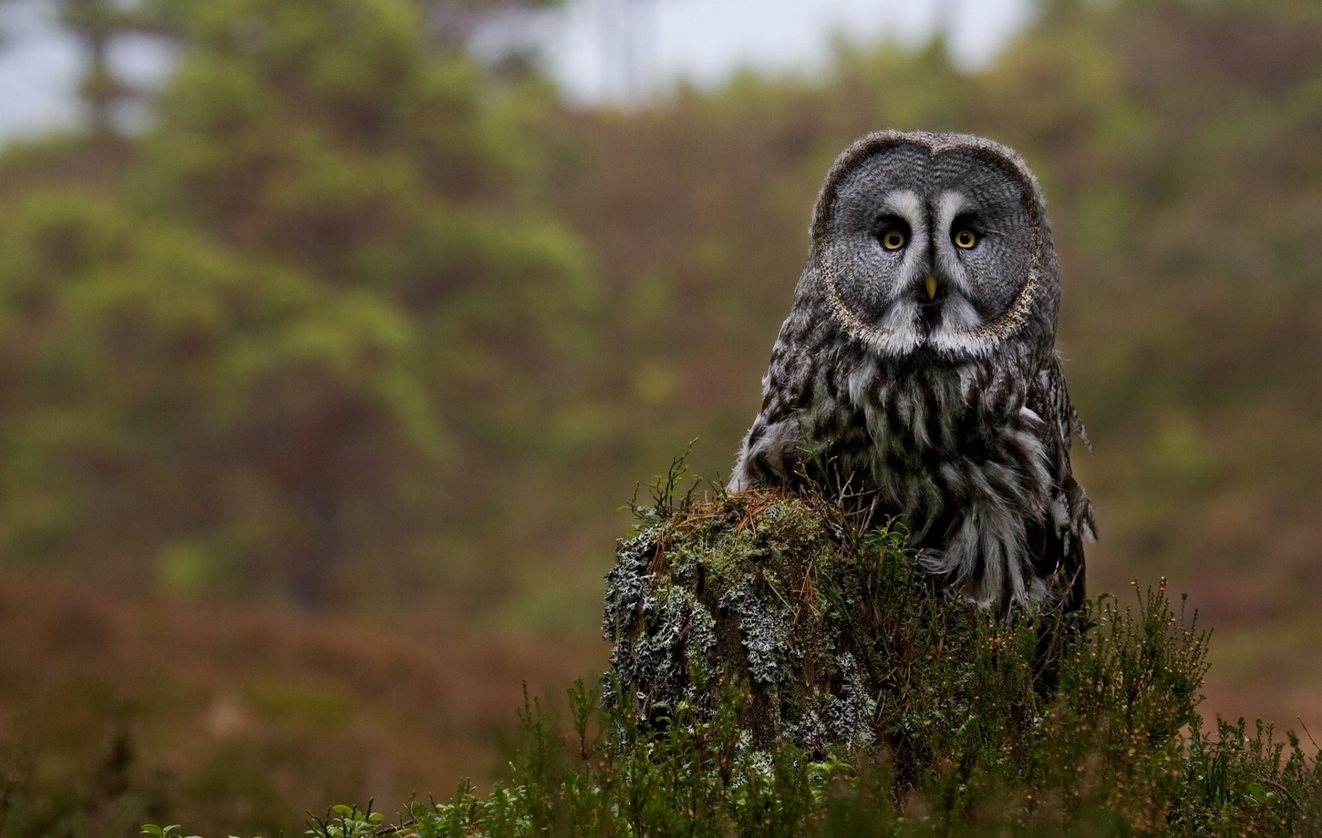 tump great gray owl owl