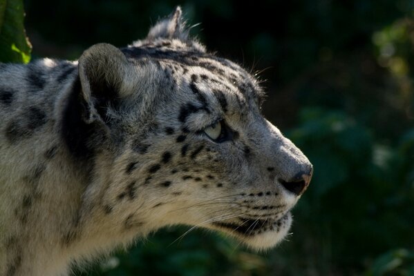 A close photo of a leopard. Wild beast