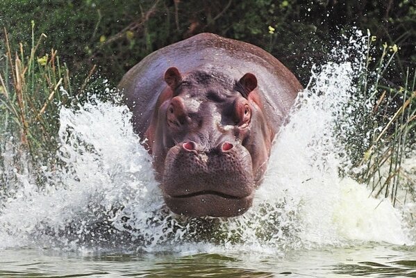 Nilpferd im Fluss. Wasserspritzer