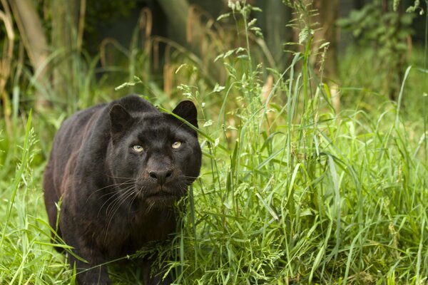 Wildkatze im Gras jagt offenbar