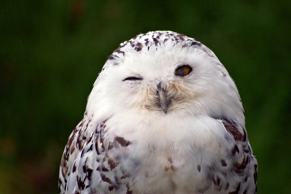 The white owl winks with his eye