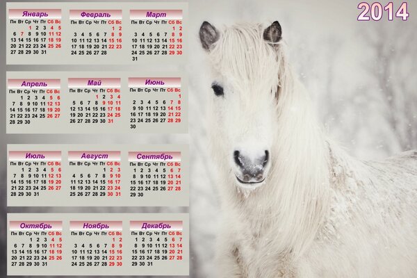 Calendar for 2014 with a beautiful white horse