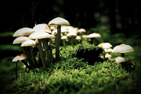 Pilze sind Honigpilze im Wald. Makrofotografie