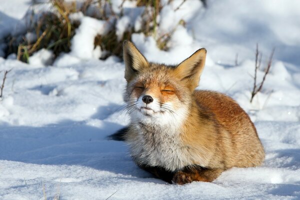 Verträumter Fuchs im Schnee