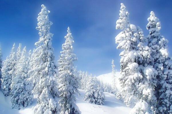 Christmas trees in white snow